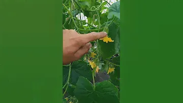 ПРОВОДИМО ЕКСПЕРИМЕНТ !!!🤔